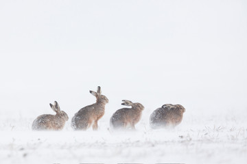 lièvres dans la neige © shocky