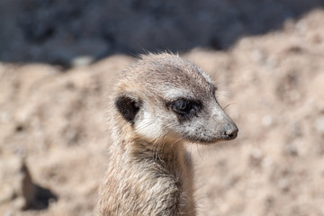 Suricate