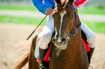 arabian racing horse under the rider in horseracing track behind