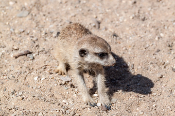 Obraz premium Suricate