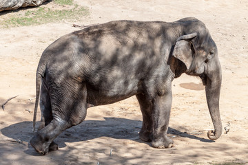 Asian Elephant