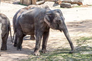 Fototapeta premium Asian Elephant