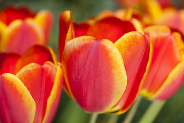 Vibrant tulip blossoms closeup