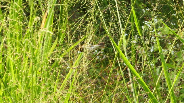 Corn Bunting bird eating grass seed (miliaria calandra)
