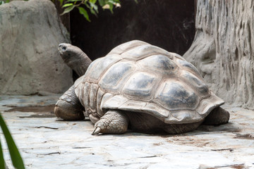 Galapagos giant tortoise