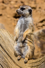 female Meerkat, Suricata suricatta on guard