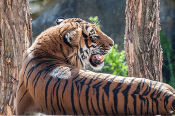 Relaxing tiger