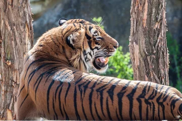 Crédence de cuisine en verre imprimé Tigre Relaxing tiger