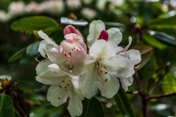 Rhododendren