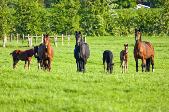 Mares with their foals on pasture