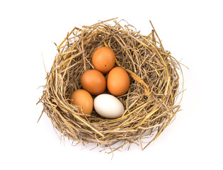 twigs nest with white egg and one of different or unique