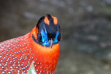 Temminck's tragopan
