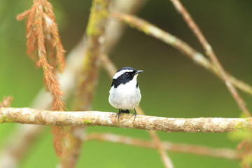  Little Pied Flycatcher (Ficedula westermanni) in Borneo