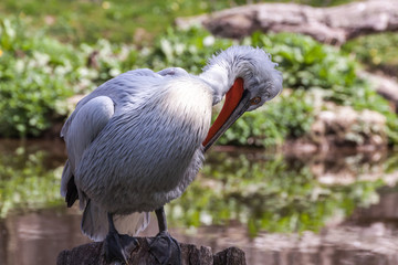 Obraz premium American white pelican