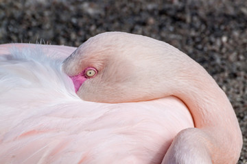 Greater flamingo closeup © nikolay100