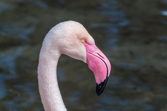 Fototapeta Profile portrait Greater flamingo