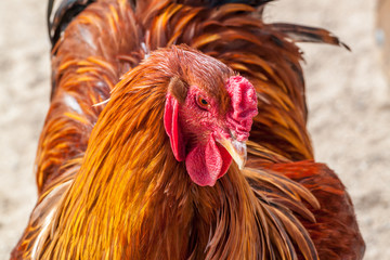 Red rooster