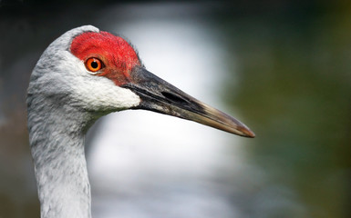 Sandhill crane profile
