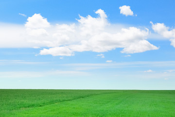 Fototapeta na wymiar Green field on a background of blue sky with clouds