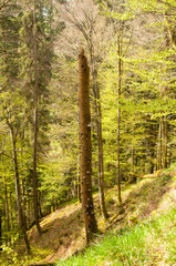 Baumstamm_abgebrochen_Wald