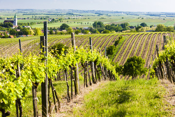 Fototapeta na wymiar view of vineyard near Unterretzbach, Lower Austria, Austria
