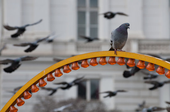 pigeons flying and one resting on a yellow arch