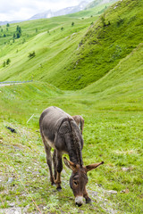 donkey, landscape of Piedmont near French borders, Italy