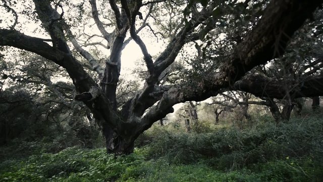 Cork oak 