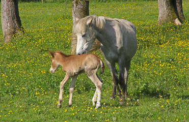 une jument et son poulain