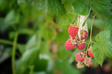 Growing Organic Berries Closeup