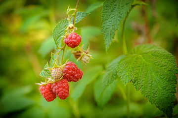 Growing Organic Berries Closeup