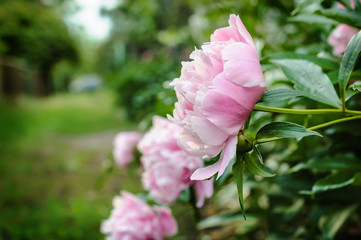 Fototapeta premium Pink peonies in countryside garden with a blurred background.