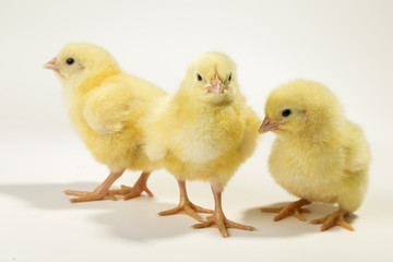Three little chickens