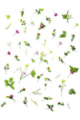 set of spring flowers isolated on white background