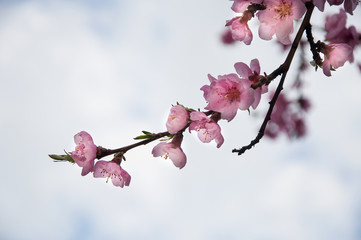 Pink japan cherry blossom 