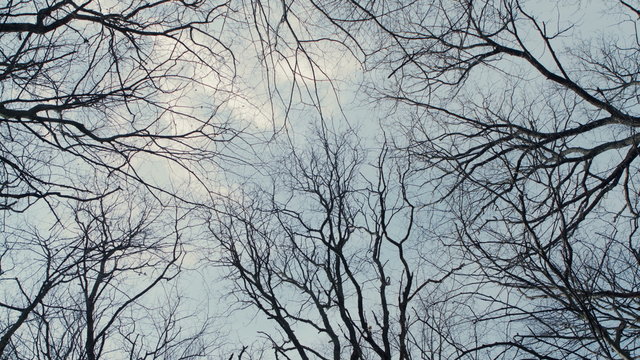 Bare Tree Branches on a white pale sky