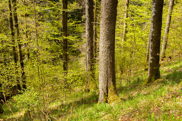 Fototapeta premium Waldrand