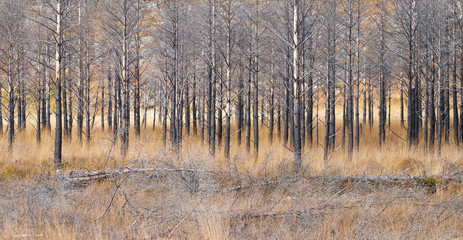 Burnt Trees, Scottish Highlands