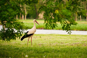 Stork on the meadow