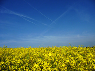 Raps - Rapsfeld im Frühjahr, Monokultur zur Gewinnung von Öl, Ölpflanze, Anbau in...