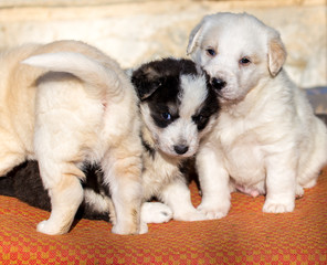 Beautiful adorable group of shepherd dog puppies in an outside s