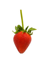 Red strawberries
