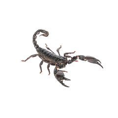 Scorpion on a white background