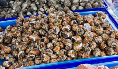 spotted babylon at seafood market in Thailand