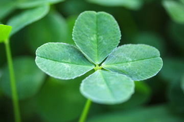 四つ葉のクローバー - four leaf clover