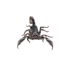Scorpion on a white background