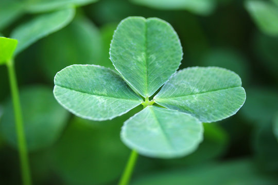 四つ葉のクローバー - four leaf clover