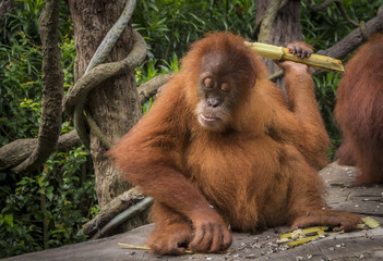 Orang-utan scratching himself with some sugarcane