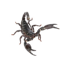 Scorpion on a white background