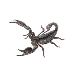 Scorpion on a white background